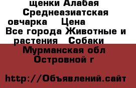 щенки Алабая (Среднеазиатская овчарка) › Цена ­ 15 000 - Все города Животные и растения » Собаки   . Мурманская обл.,Островной г.